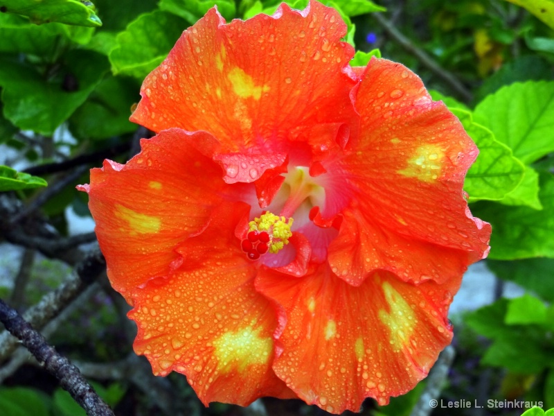 ***Glorious Hibiscus***