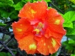 ***Glorious Hibis...