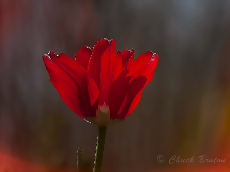 Blazing Tulip