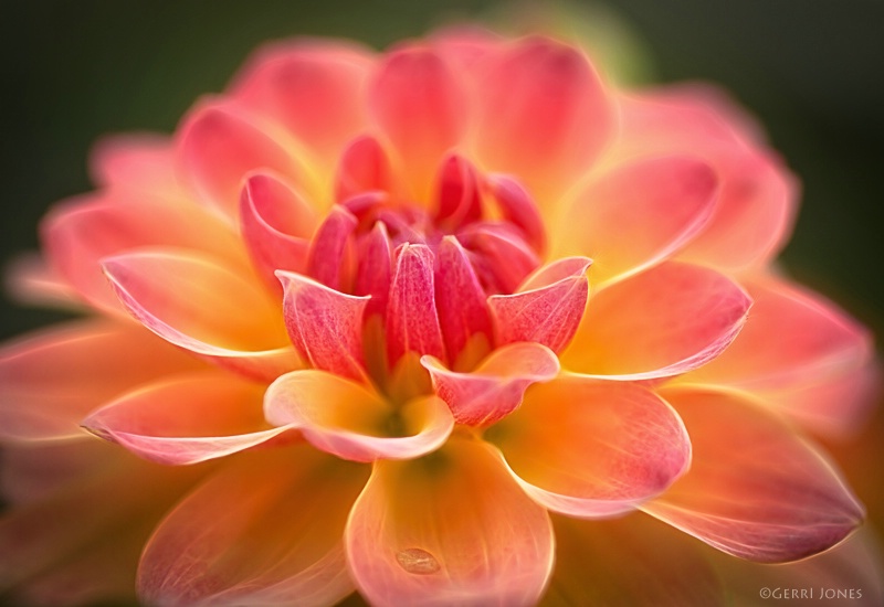 Rose Bicolor Dahlia