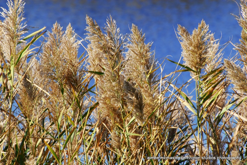 grass on blue