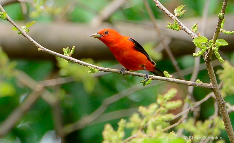 Scarlet Tanager In Spring