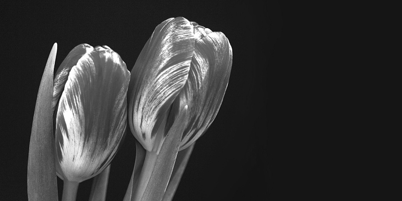 tulips, in b&w