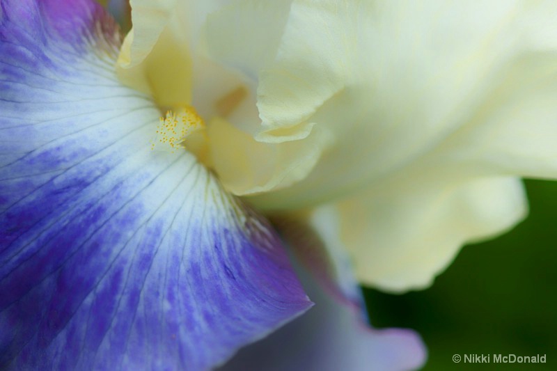 Iris Close-up
