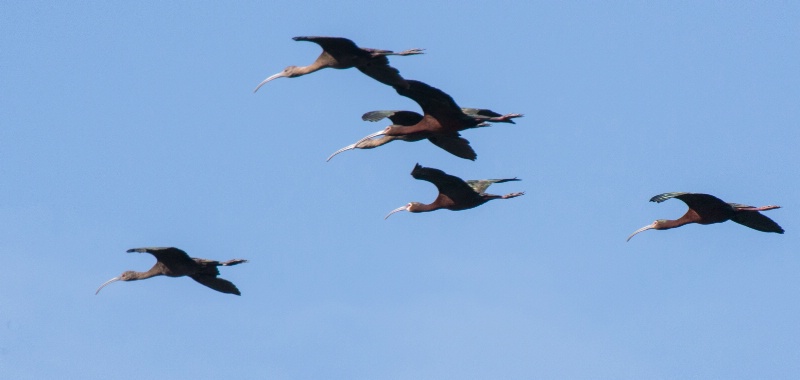 Curlew In Flight