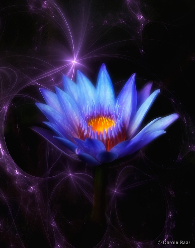 My purple waterlily and fractal I made