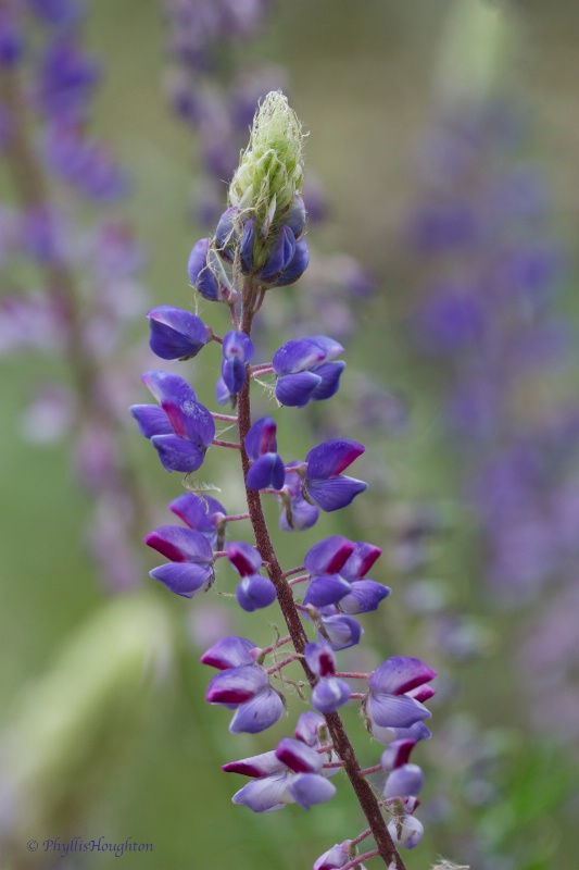 Lupine on Electra Road