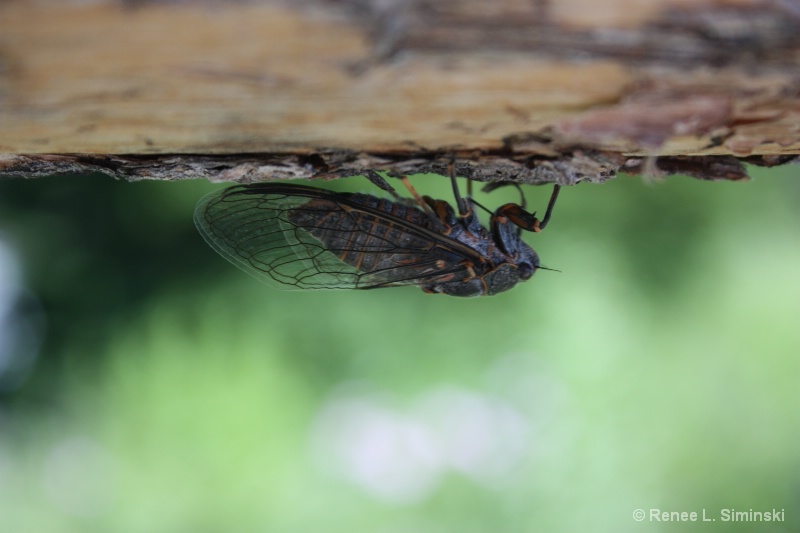 Insect on Wood