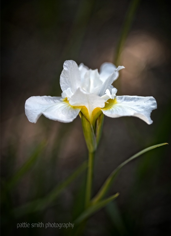 White Iris Pure and Simple