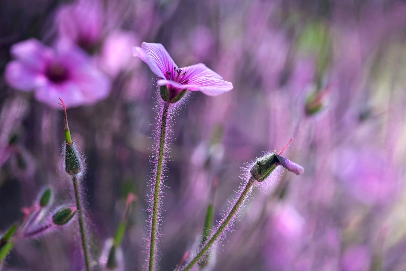 Tickled Pink