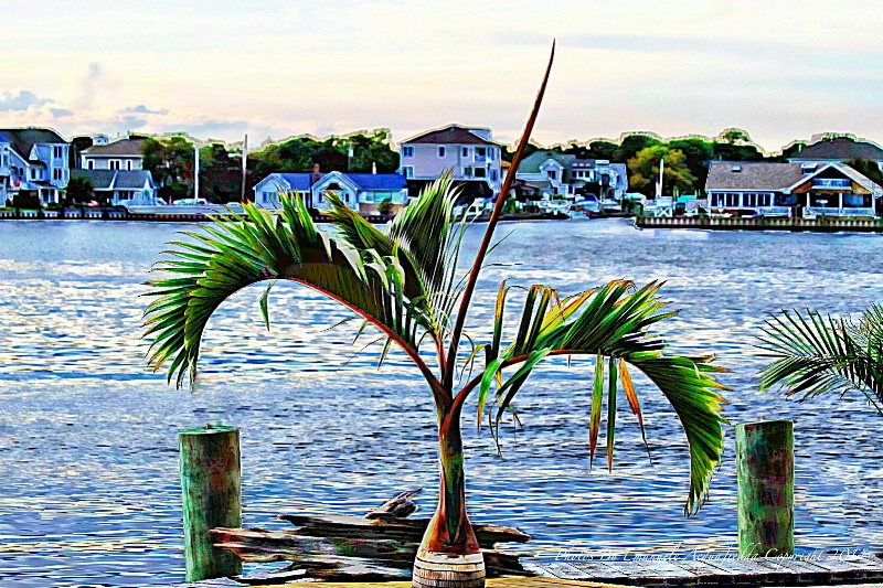 Palm Tree By The Bay
