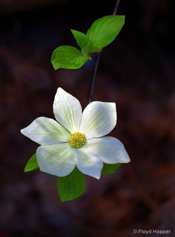 Yosemite Dogwood