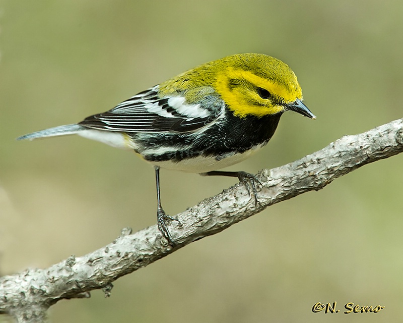 Black-Throated Green