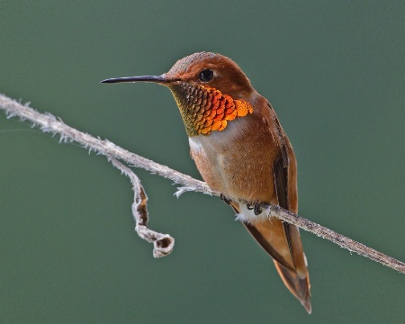 Rufous Hummingbird