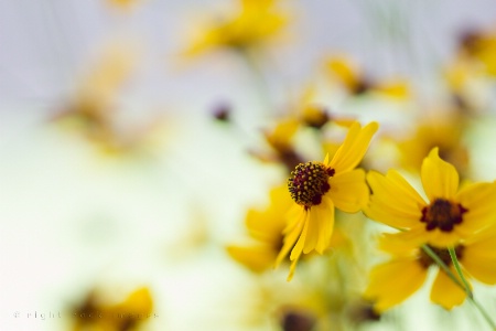 Freelensed Wildflowers II