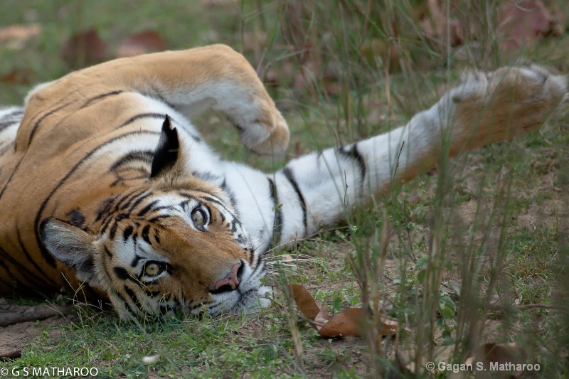 Tigeress Relaxing