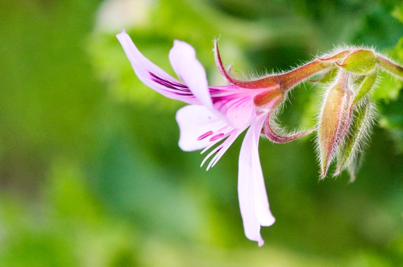 Petals and Bud