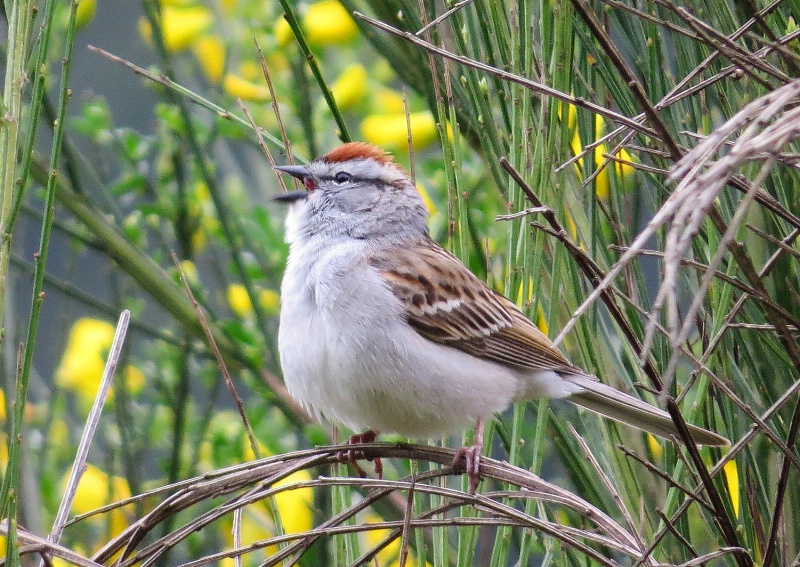 Chipping Sparrow Singing - Hawks Prairie - ID: 14480447 © John Tubbs