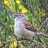 2Chipping Sparrow Singing - Hawks Prairie - ID: 14480447 © John Tubbs