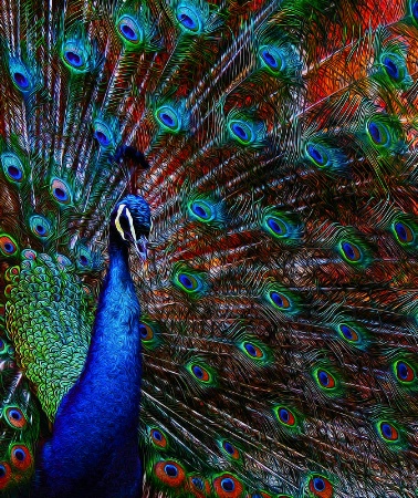 Peacock Color
