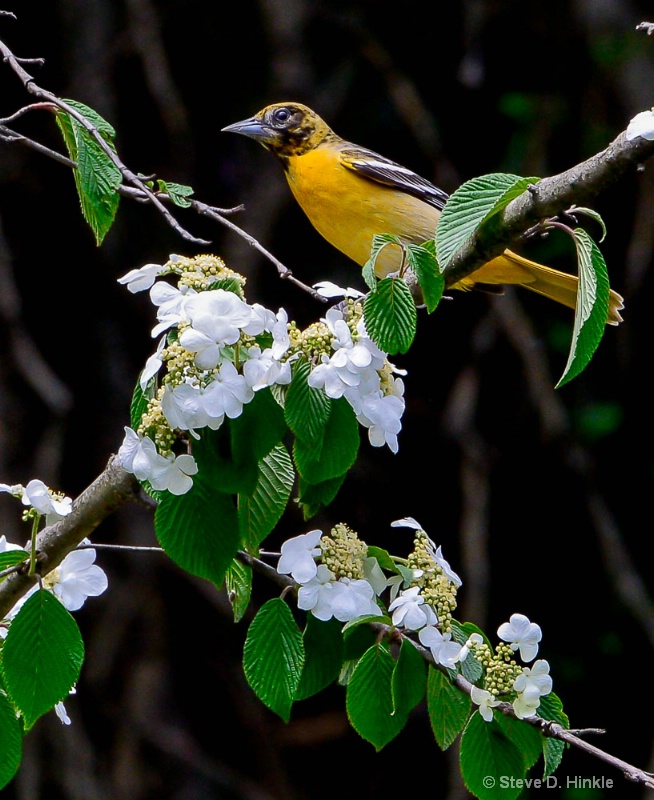 Beauty In The Trees