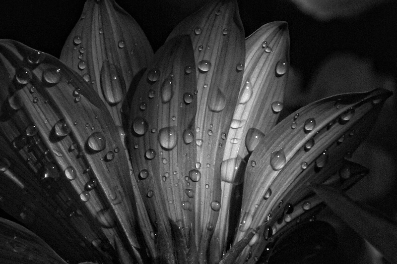 Gazania and Rain Drops