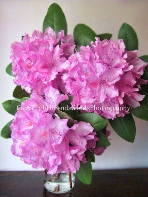 ~Rhododendrons~