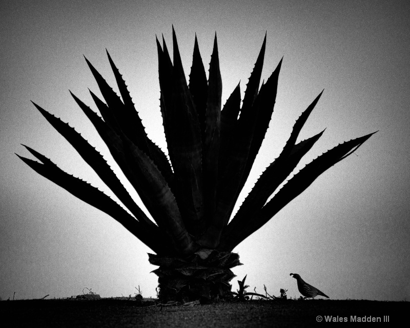 under the blue agave