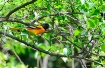 An Oriole Delight...