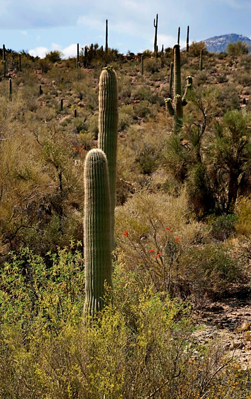 Saguaro Cactus