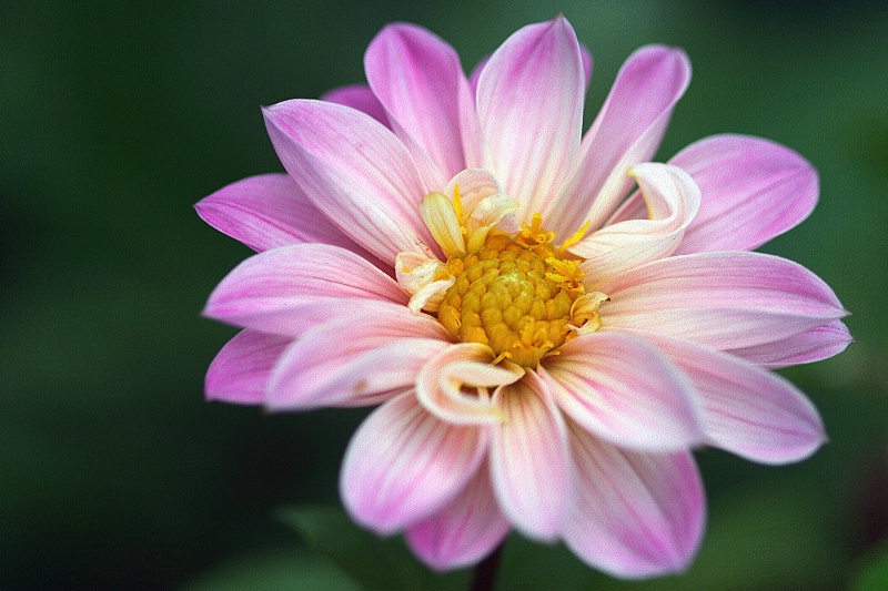 dahlia