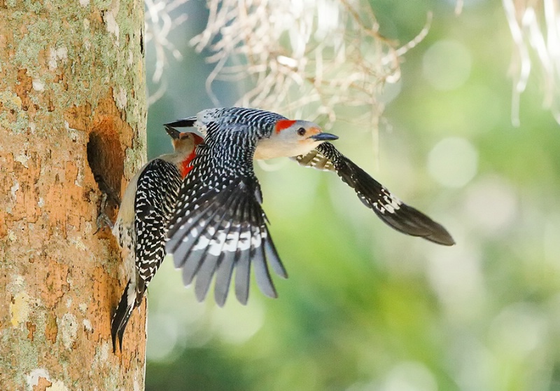 Red Bellied Woodpecker Leaving The Nest