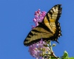 First Swallowtail...