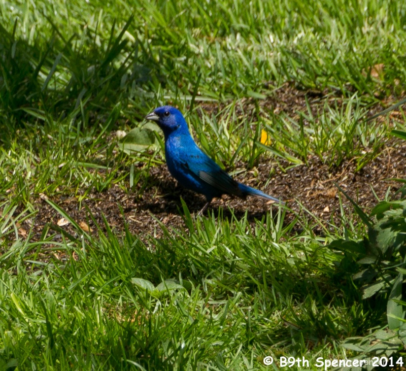 Bluebird Of Happiness