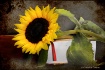 The Sunflower Boo...