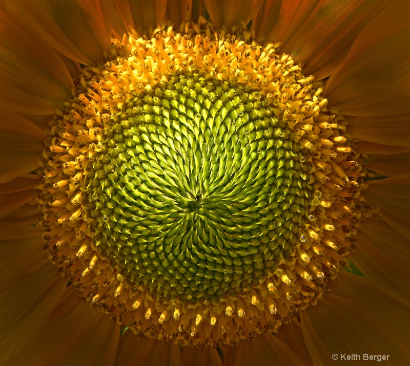 Sunflower Center - #3 - ID: 14483741 © J. Keith Berger