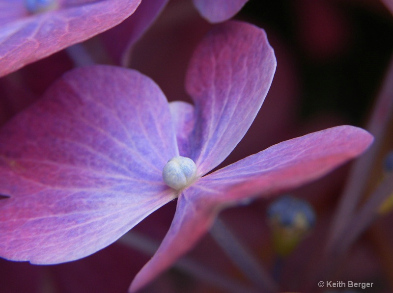 Hydrangea Petal - #1 - ID: 14483742 © J. Keith Berger