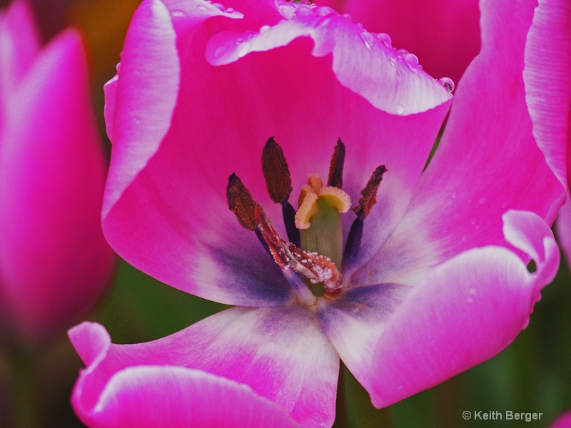 Tulip - #3 - ID: 14483745 © J. Keith Berger
