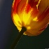 © J. Keith Berger PhotoID# 14483749: Tulip - #4