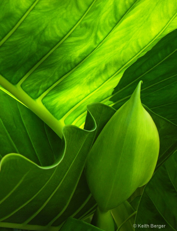 Calla Lily Leaves - #4 - ID: 14483784 © J. Keith Berger