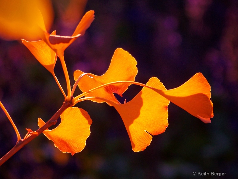 Gingko Leaves - #1p - ID: 14483786 © J. Keith Berger