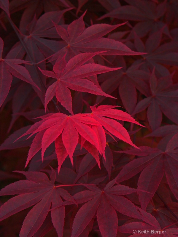 Japanese Maple - #5 - ID: 14483787 © J. Keith Berger