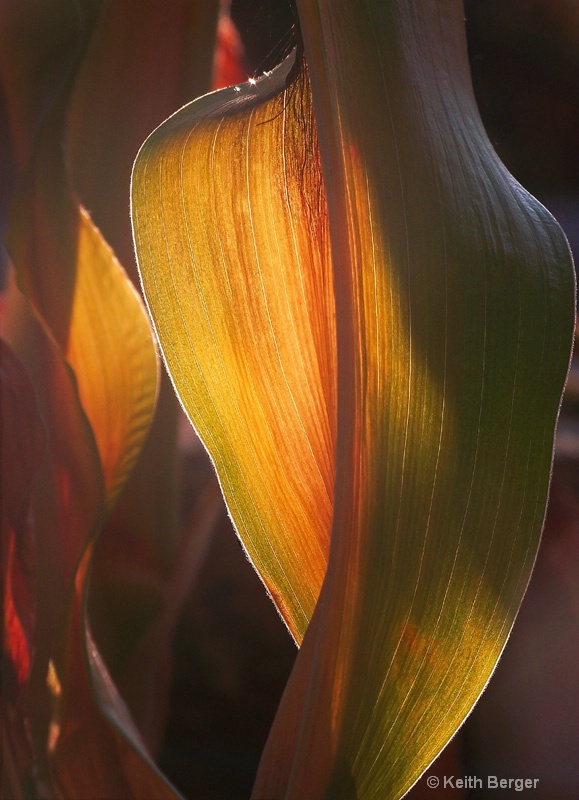 Corn Leaf - #3 - ID: 14483789 © J. Keith Berger