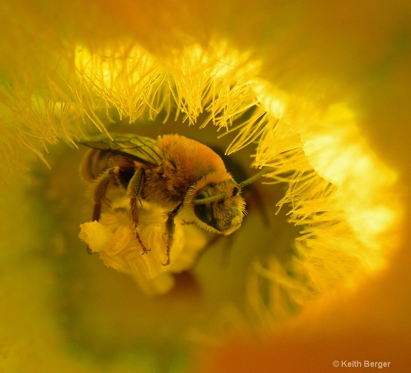 Squash Bee - #3 - ID: 14483799 © J. Keith Berger