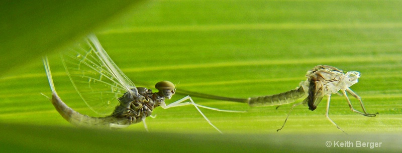 Mayfly - Final Phase - ID: 14483802 © J. Keith Berger