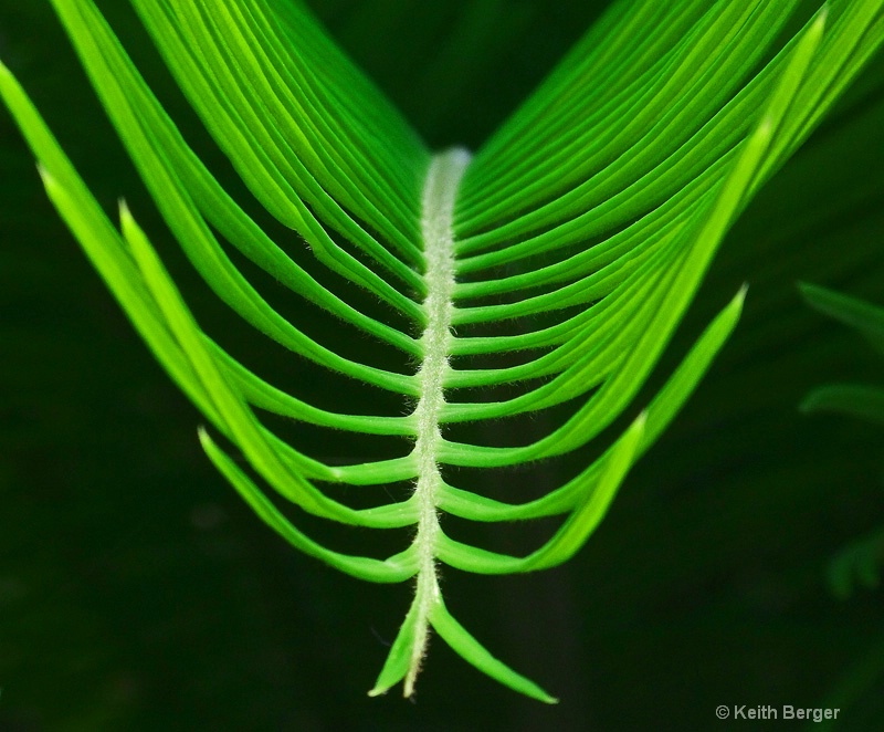 Sago Palm Frond - #3 - ID: 14483808 © J. Keith Berger
