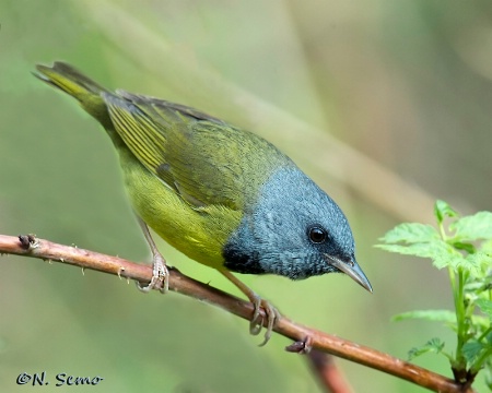 Mourning Warbler