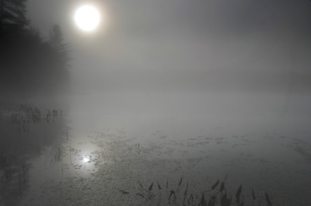 pond on a foggy morning