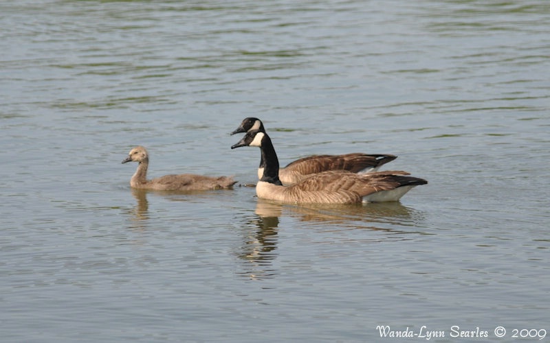 Family Outing