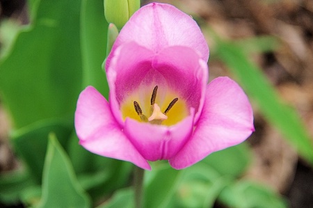 Tulips 2014 16